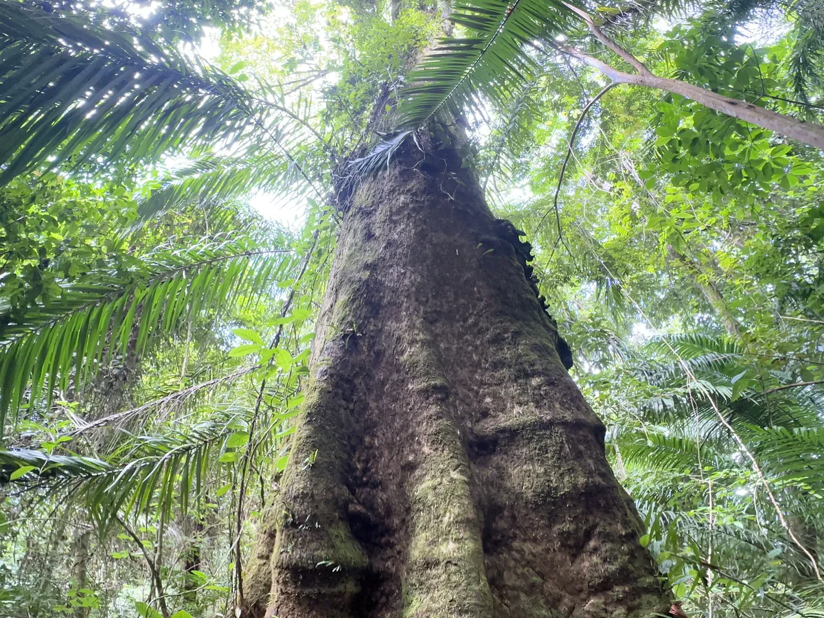 Un árbol gigante de la selva con raíces de contrafuerte, visto desde abajo en la región de Osa