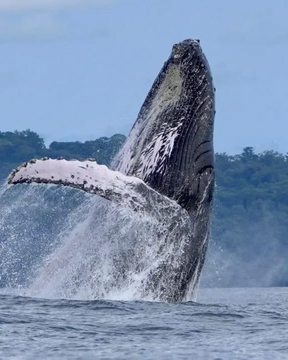 Una ballena jorobada saltando frente a la costa sur