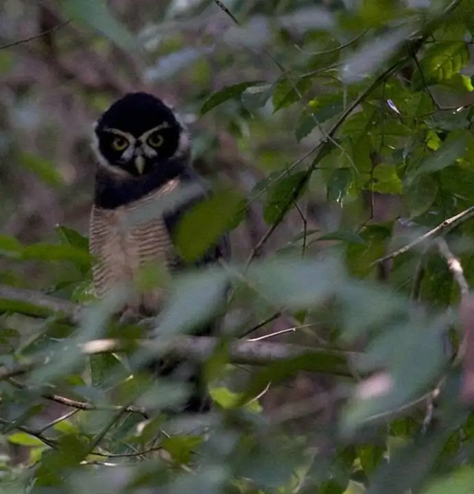 A spectacled owl hidden among leaves in the forest