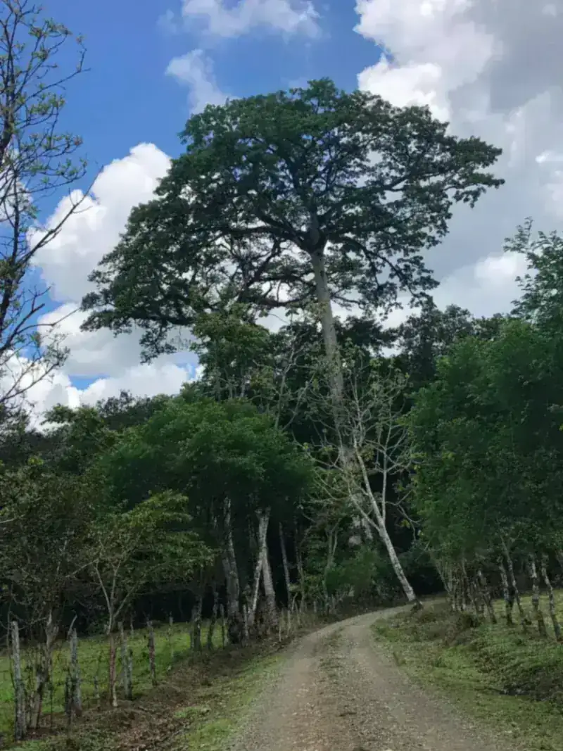 Un camino de lastre bajo un árbol gigante en la selva de Osa