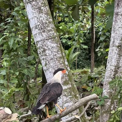 Un caracara posado en el bosque