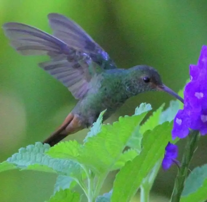 A hummingbird hovering at a purple flower