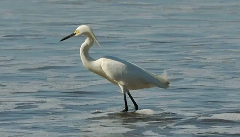 A snowy egret wading in shallow water