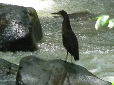 A tiger-heron standing on a rock in a fast river