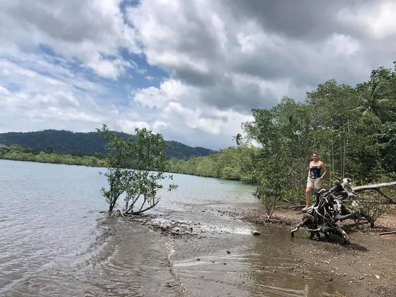 Manglar a la orilla del Golfo Dulce