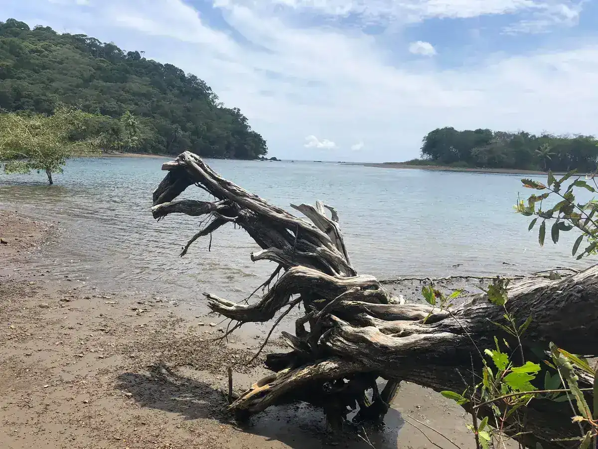 Driftwood and islands on the calm waters of the Golfo Dulce