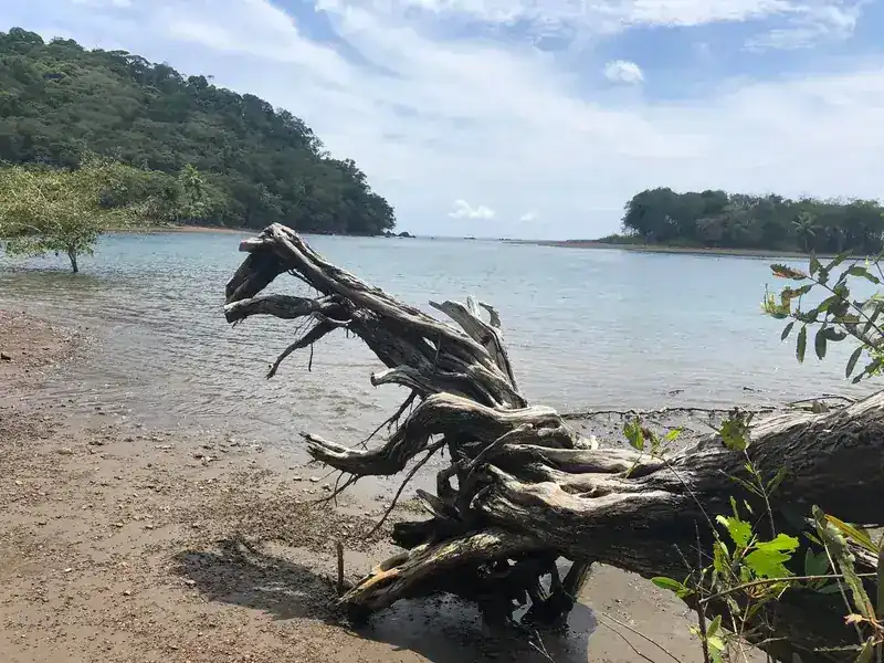 Driftwood and islands on the calm waters of the Golfo Dulce