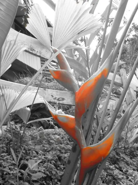 A red and orange heliconia flower in the forest