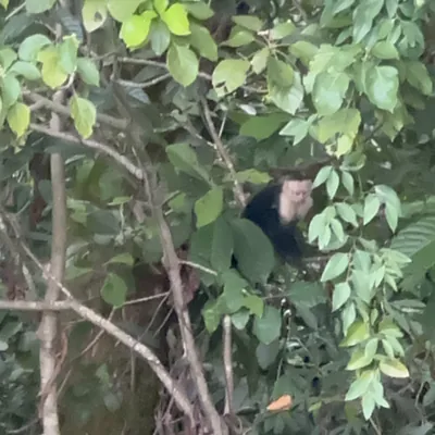 Un mono carablanca en el dosel del bosque