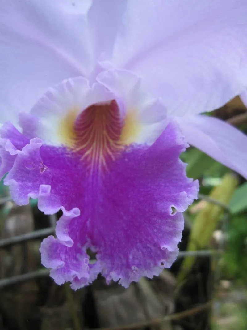 Una guaria morada, la flor nacional de Costa Rica