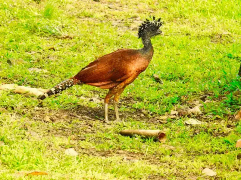A female great curassow on the forest floor in Corcovado