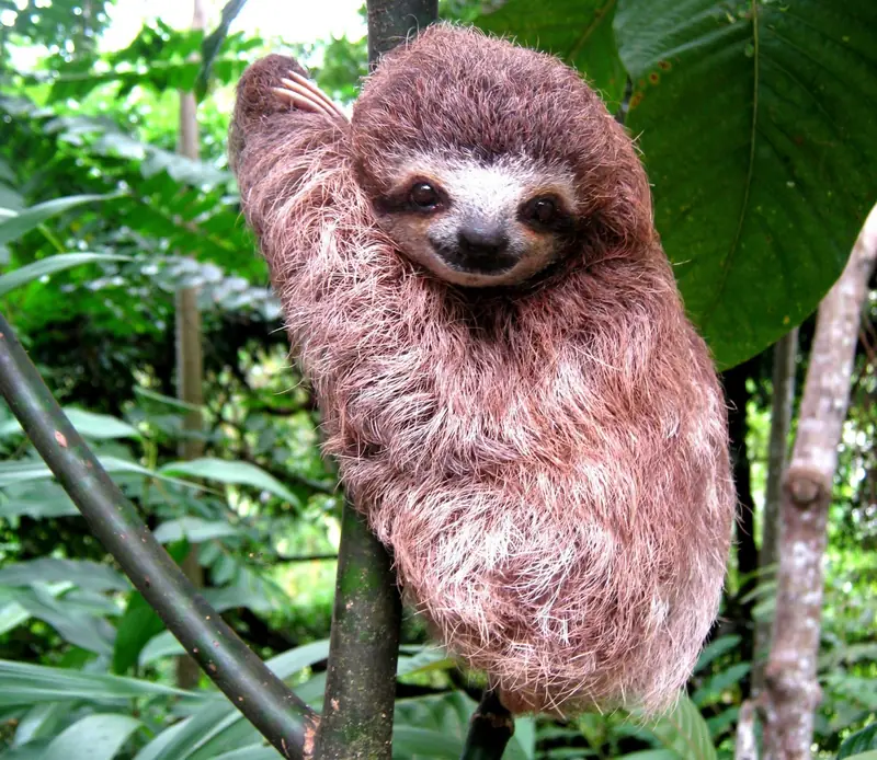 A young brown-throated three-toed sloth holding a branch