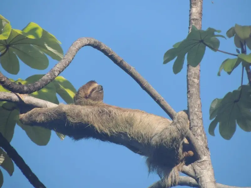 A three-toed sloth resting on a cecropia branch