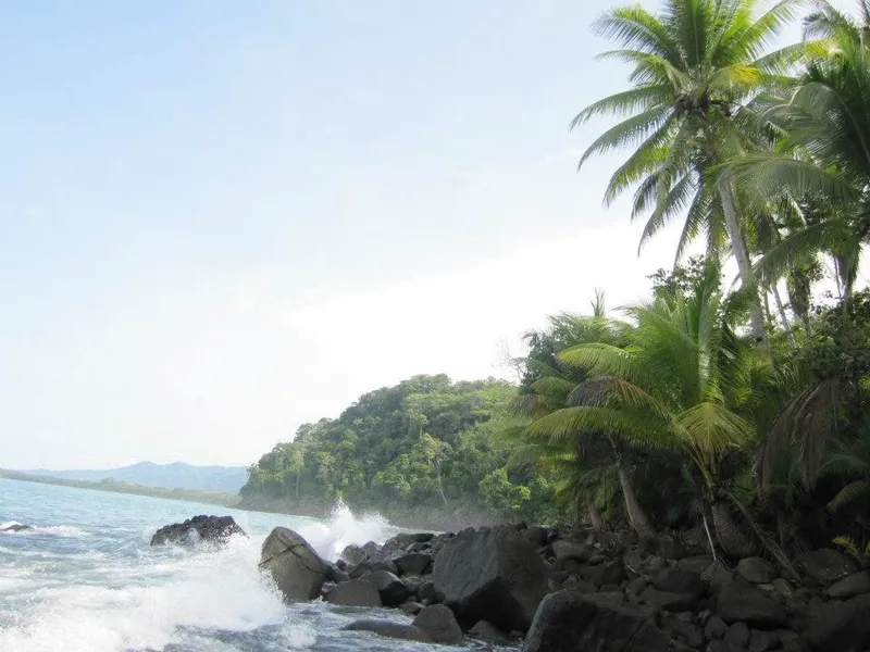 Palmeras a la orilla de una playa tranquila