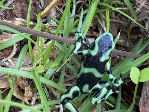 Una rana venenosa verde y negra en el suelo del bosque