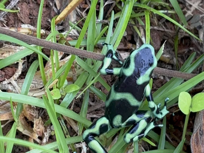 A green-and-black poison dart frog on the forest floor