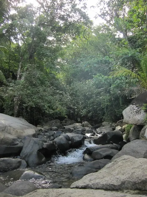 A clear mountain stream flowing between boulders