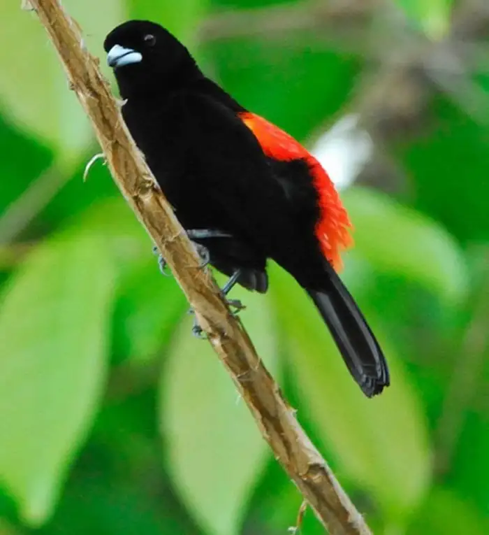 A black scarlet-rumped tanager with its bright red back on a branch
