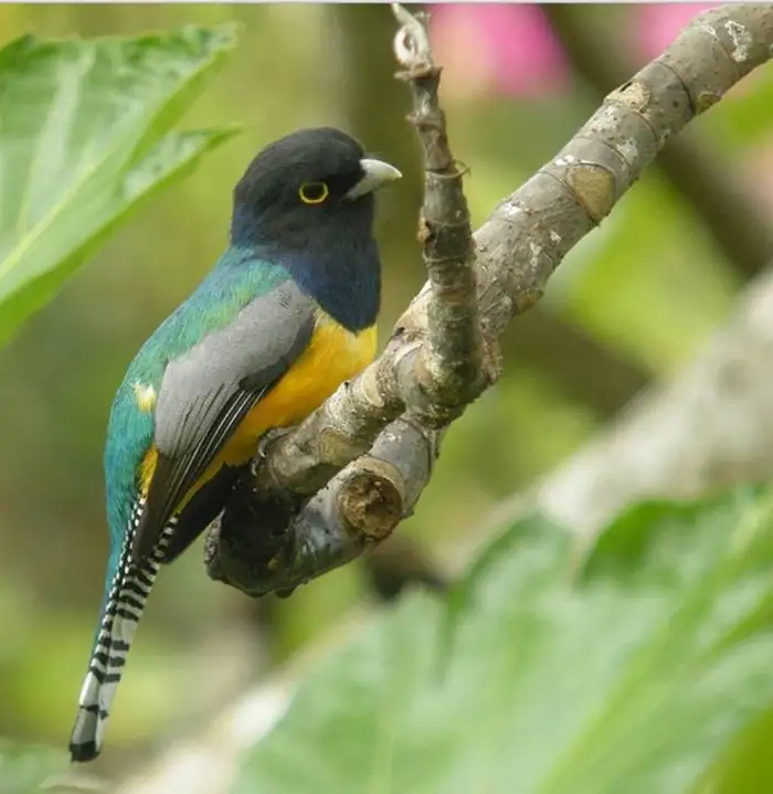 A yellow-bellied trogon with a barred tail perched beside a branch