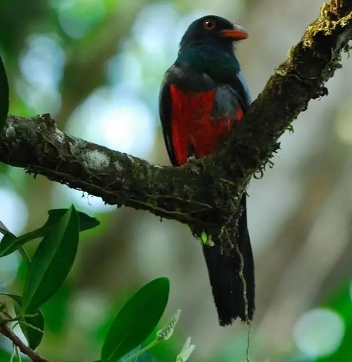 A red-bellied trogon perched on a mossy branch in the forest