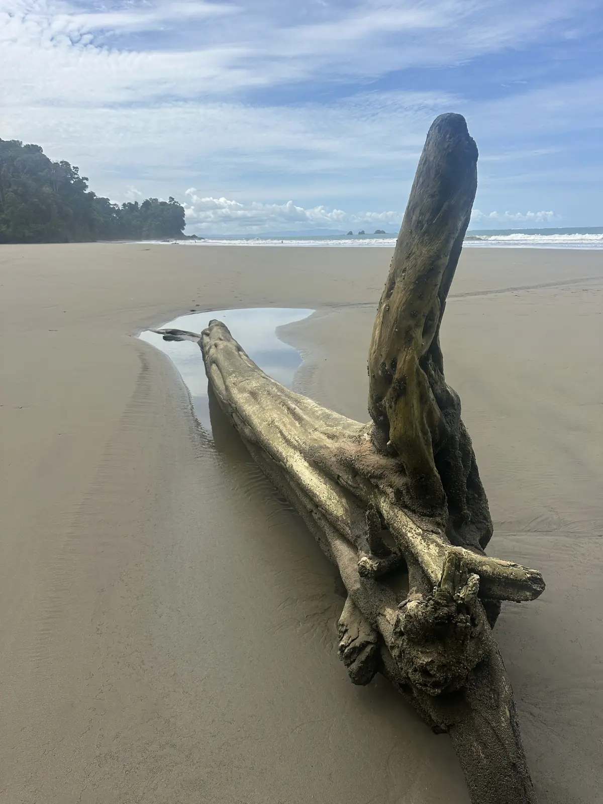 Driftwood on a wide, quiet beach on the southern Costa Ballena