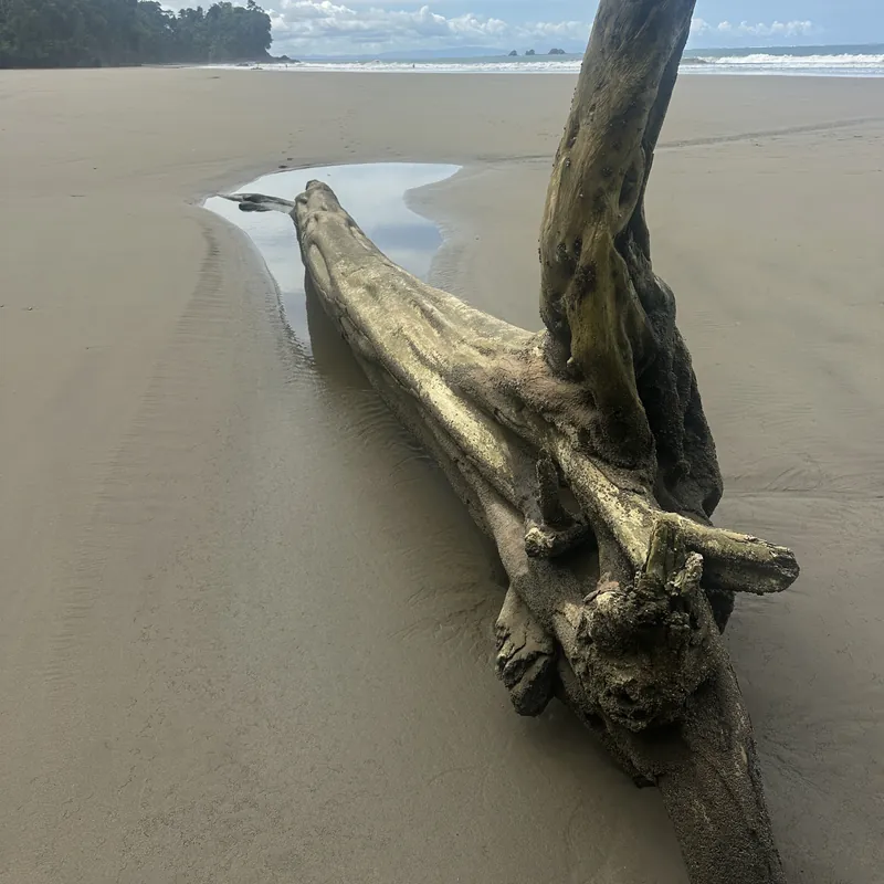 Driftwood on a wide, empty beach