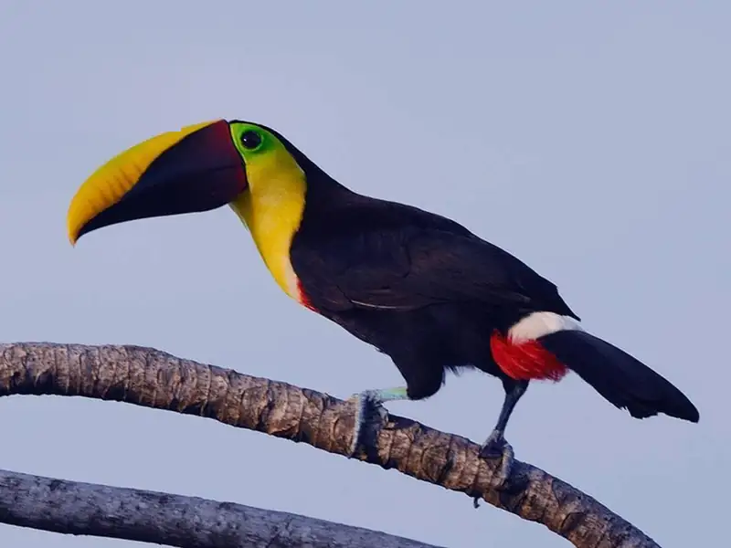 A yellow-throated toucan perched on a branch against the sky