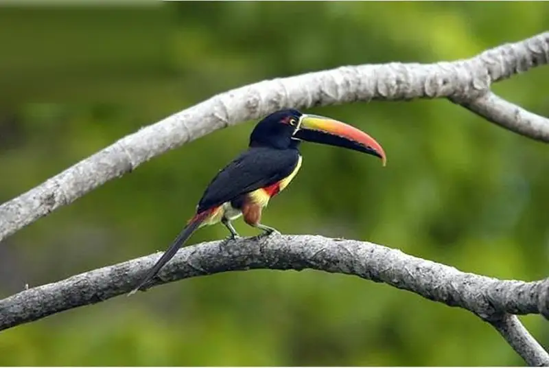 A fiery-billed aracari with its red and yellow bill perched on a branch