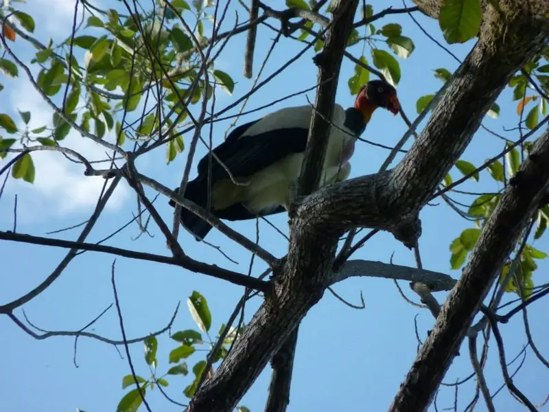 A king vulture perched high in a tree against a blue sky