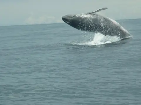A humpback whale leaping out of the water off Osa