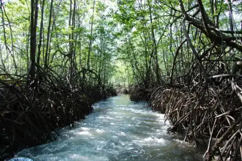 A narrow channel through the Térraba-Sierpe mangroves