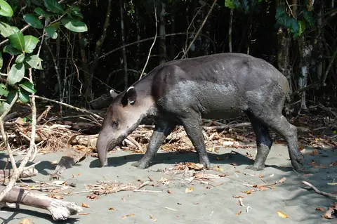 A Baird’s tapir in the Corcovado rainforest