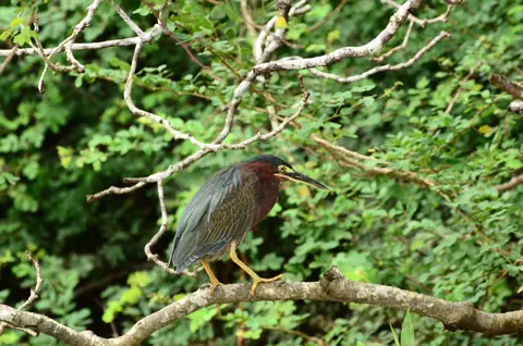 A green heron in the mangroves of Sierpe