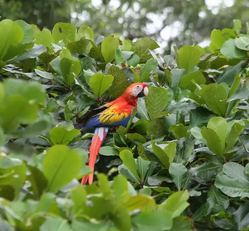 A scarlet macaw perched in a tree near Uvita