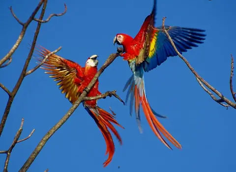 Two scarlet macaws flying over the forest