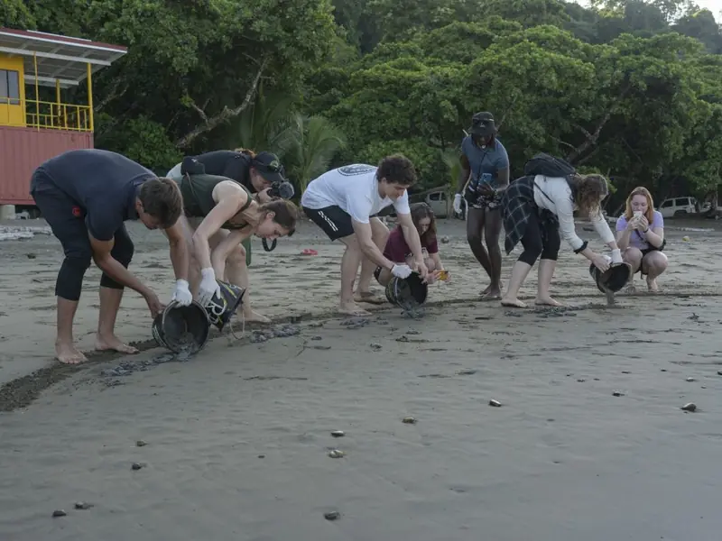 Voluntarios liberando tortuguitas en la playa de Playa Tortuga