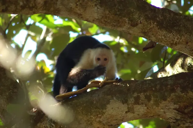 Un mono carablanca en una rama