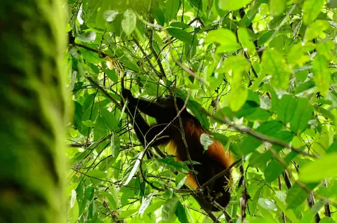 A mantled howler monkey resting on a branch in Corcovado