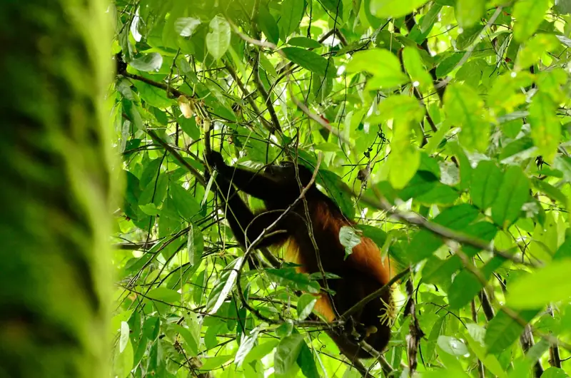 A mantled howler monkey in the canopy