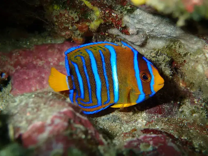 An angelfish on the coral reef at Caño Island