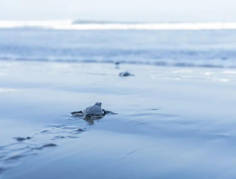 Una tortuguita avanzando hacia el Pacífico en Playa Tortuga
